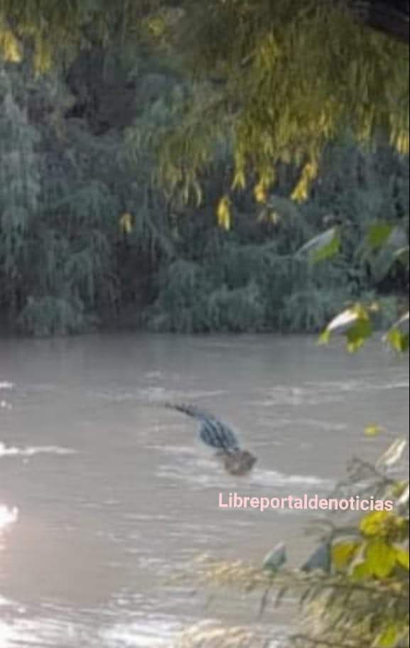 Un cocodrilo en río de municipio turístico - LIBRE Portal de Noticias